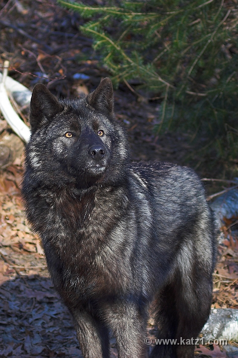 Arctic Wolf 055